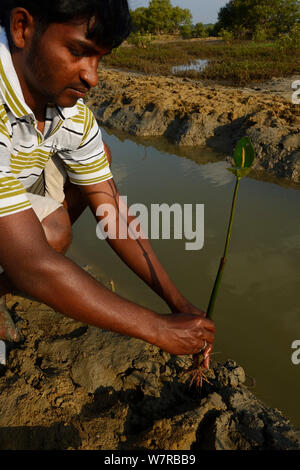 La piantagione di mangrovie del team dal CRINEO piantando alberi di mangrovie (Rhizophora) Pulicat Lago, nello Stato del Tamil Nadu, India, febbraio 2013. Foto Stock