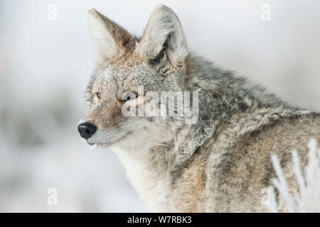 Coyote (Canis latrans) ritratto nella neve, il Parco Nazionale di Yellowstone, Wyoming negli Stati Uniti. Febbraio. Foto Stock