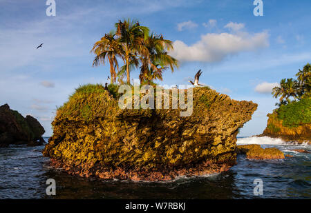 Isola degli uccelli / cigni' Cay con Brown boobies (Sula leucogaster) Bocas del Toro arcipelago, Bocas del Toro Provincia, Panama, America Centrale, America Foto Stock