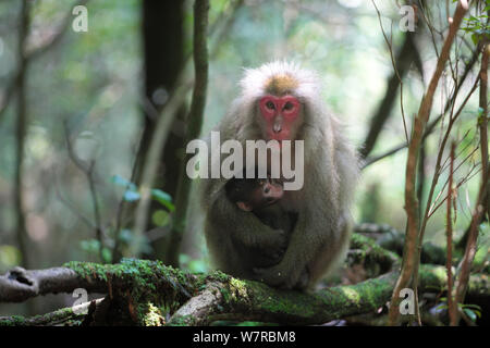 Yaku-shima macaco (Macaca fuscata yakui) la madre e il bambino, Yakushima Sito Patrimonio Mondiale dell'UNESCO, Kagoshima, Giappone, giugno Foto Stock