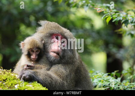 Yaku-shima macaco (Macaca fuscata yakui) femmina dominante con baby, Yakushima Sito Patrimonio Mondiale dell'UNESCO, Kagoshima, Giappone, Settembre Foto Stock