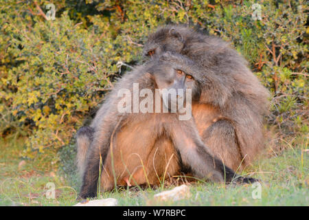 Chacma baboon (Papio hamadryas ursinus) grooming femminile adolescente di sesso maschile (figlio) deHoop Riserva Naturale, Western Cape, Sud Africa. Foto Stock