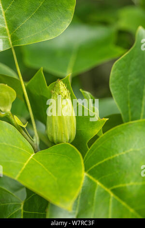 Singolo seme verde capo di Tulip Tree, liriodendron tulipifera. Chiamato anche Tulip pioppo. Ex pianta medicinale in rimedi a base di erbe. Riassunto di botanica Foto Stock