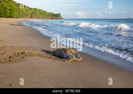 Tartaruga Liuto (Dermochelys coriacea) femmina tornando al mare dopo il nesting, Trinidad, West Indies, dei Caraibi. In modo critico le specie in via di estinzione. Foto Stock