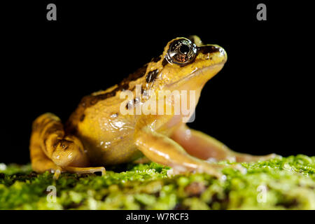 Spinosa-torace (Rana Alsodes norae) endemica al Oncol Park, descritta nuova per la scienza nel 2008, Cile, Gennaio Foto Stock