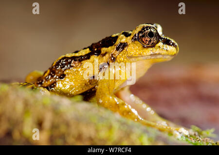 Spinosa-torace (Rana Alsodes norae) endemica al Oncol Park, descritta nuova per la scienza nel 2008, Cile, Gennaio Foto Stock