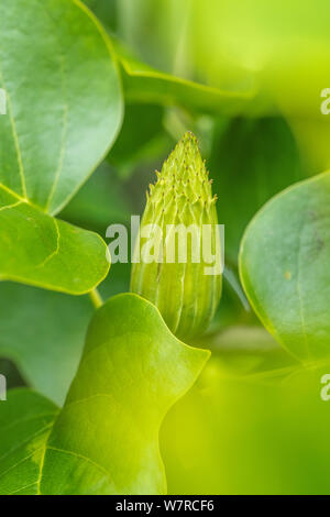 Singolo seme verde capo di Tulip Tree, liriodendron tulipifera. Chiamato anche Tulip pioppo. Ex pianta medicinale in rimedi a base di erbe. Riassunto di botanica Foto Stock