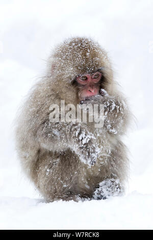 I capretti Snow monkey (Macaca fuscata) seduta nella neve con la sua bocca coperti, Jigukodani Giappone, Gennaio Foto Stock