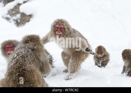 Macaque giapponese (Macaca fuscata) aggressiva maschio adulto si avvicina un altro scimmia in Jigokudani, Giappone. Febbraio Foto Stock