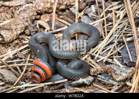 Ringneck Snake (Diadophis punctatus)San Jose, Califronia, in posizione difensiva Foto Stock