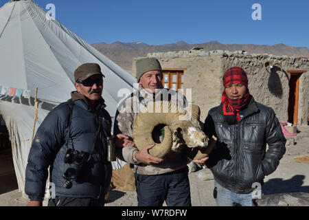 Il fotografo Eric Dragesco holding Argali tibetano cranio (Ovis ammon hodgsoni), con guide, ChangThang, Tso Kar lago, ad un'altitudine di 4600m, Ladakh, India, ottobre 2012 Foto Stock