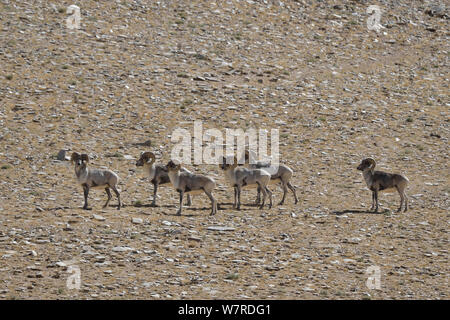 Il Tibetano Argali (Ovis ammon hodgsoni) allevamento dei maschi, ChangThang, Tso Kar Area, a alitude di 4750m, Ladakh, India Foto Stock