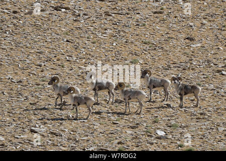 Il Tibetano Argali (Ovis ammon hodgsoni) allevamento dei maschi, ChangThang, Tso Kar Area, a alitude di 4750m, Ladakh, India Foto Stock