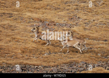 Tien Shan Argali (Ovis ammon karelini) big maschi in esecuzione, Tien Shan ad una altitudine di 4000m. In Kirghizistan, Settembre. Foto Stock