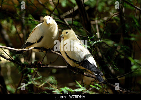 Pied imperiale-pigeon / noce moscata piccione (Ducula bicolore) preening, prigionieri dalle isole Nicobare a nord Australia. Foto Stock