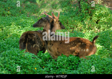 Visayan macchiato il cervo (Cervus alfredi) maschio e femmina, da Panay e Negros, Visyan, Filippine. Specie endemiche e a rischio di estinzione. Foto Stock