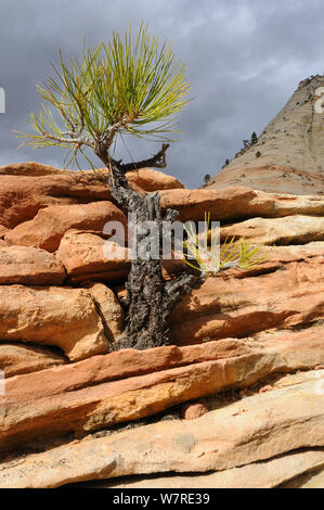 Giovani Ponderosa pine (Pinus ponderosa) crescente nella torre in pietra arenaria, Parco Nazionale Zion, Utah, USA dicembre 2012 Foto Stock