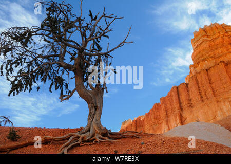 Bristlecone pine (Pinus aristata), il Parco Nazionale di Bryce Canyon, Utah, USA dicembre 2012 Foto Stock