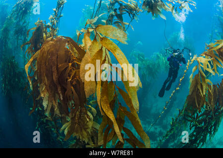 Un subacqueo fotografie in un gigante di foresta di Kelp (Macrocystis pyrifera). Fortescue Bay, Tasmania, Australia. Mare di Tasman. Questa è la stessa specie di kelp gigante che è diffusa sulla costa del Pacifico del Nord America. In Australia queste foreste sono presenti solo in Tasmania. Foto Stock