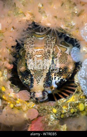 Grunt sculpin (Rhamphocottus richardsonii) guarda fuori dalla sua casa in un vuoto barnacle shell. Questo insolito cercando il pesce si è evoluta per assomigliare il gigante acorn barnacle, quando il ricovero in un guscio in disuso come questo. Browning Pass, Isola di Vancouver, British Columbia, Canada. A nord-est dell'Oceano Pacifico. Foto Stock