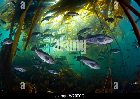 Il pesce nero (Sebastes melanops) in bull (kelp Nereocystis luetkeana), Browning Pass, Port Hardy, Isola di Vancouver, British Columbia, Canada. Foto Stock