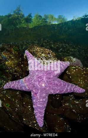 Viola stella di mare (Pisaster ochraceus) in acqua poco profonda al di sotto della foresta. Browning Pass, Isola di Vancouver, British Columbia, Canada. A nord-est dell'Oceano Pacifico. Foto Stock