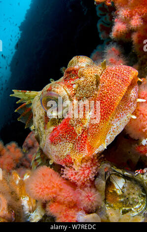 Rosso signore irlandese (Hemilepidotus hemilepidotus) fra il rosso dei coralli molli. Parete di doratura, Port Hardy, Isola di Vancouver, Canada. A nord-est dell'Oceano Pacifico. Foto Stock