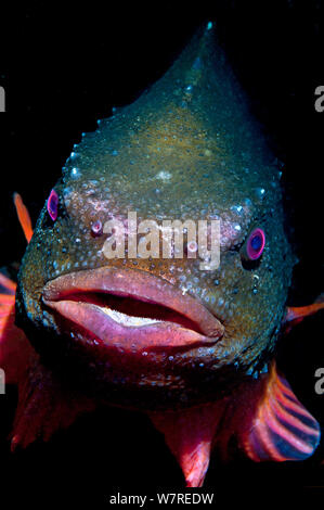 Un ritratto di un colorato Lumpsucker maschio (Cyclopterus lumpus). Gardur, nel sud-ovest dell'Islanda, del Nord Oceano Atlantico. Foto Stock