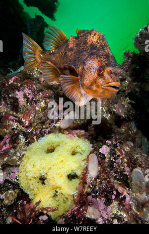 Un maschio Lumpsucker (Cyclopterus lumpus) custodisce la sua Yellow egg mass. Gulen, Bergen, Norvegia. A nord est dell' Oceano Atlantico. Foto Stock