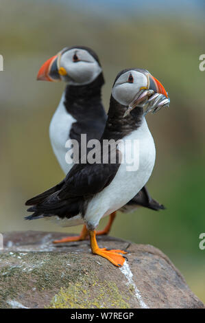 Atlantic pulcinelle di mare (Fratercula arctica) arroccata su una roccia, uno ha un becco riempito con sabbia anguille (Ammodytes marinus). Isole farne, Northumberland, Inghilterra, Regno Unito. Mare del Nord. Foto Stock