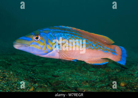 Un ritratto di un maschio di cuculo wrasse (Labrus mixtus), che mostra i suoi luminosi colori di accoppiamento. Plymouth, Devon, Inghilterra, Gran Bretagna. Relitto del Glen Strathallan, Plymouth Sound, Canale Inglese. Foto Stock