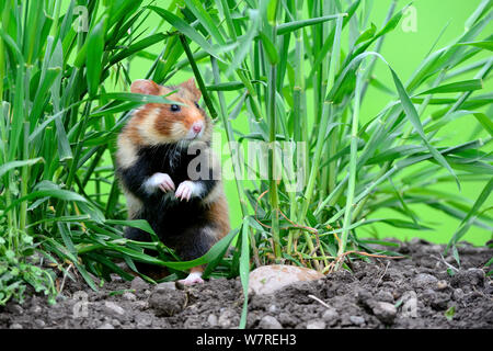 Comune di hamster (Cricetus cricetus) in piedi sulle zampe posteriori, Alsazia, Francia, Maggio, captive Foto Stock