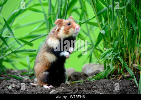 Comune di hamster (Cricetus cricetus) in piedi sulle zampe posteriori, Alsazia, Francia, Maggio, captive Foto Stock