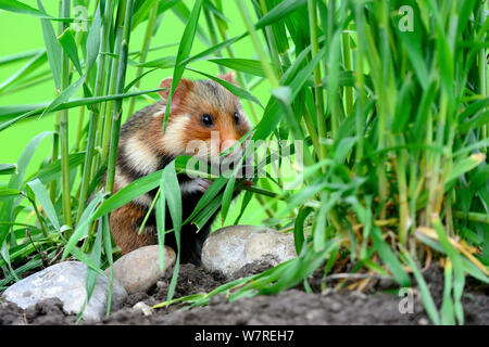 Comune di hamster (Cricetus cricetus) in piedi sulle zampe posteriori, Alsazia, Francia, Maggio, captive Foto Stock