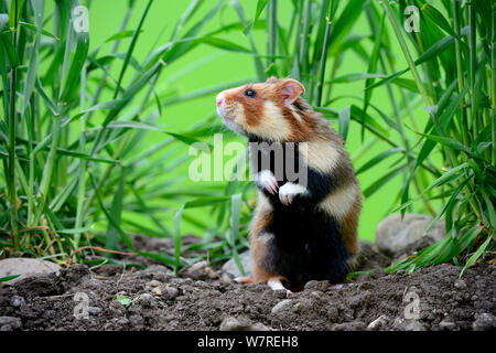 Comune di hamster (Cricetus cricetus) in piedi sulle zampe posteriori, Alsazia, Francia, aprile, captive Foto Stock