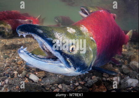 Maschio di Salmone Sockeye (Oncorhynchus nerka) sul suo redd (nido). La femmina è dietro il maschio, indicato qui con il suo caratteristico semigancio. Adams River, British Columbia, Canada, Ottobre. Foto Stock