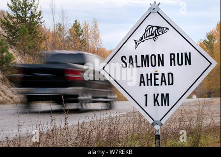 Cartello stradale al Salmone Sockeye (Oncorhynchus nerka) eseguire Adams River, British Columbia, Canada, Ottobre. Foto Stock
