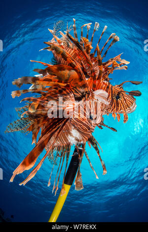 Abbattuti leone invasive (pterois volitans) su una lancia in mano. Leone sono native per l'Indo-Pacifico ma ha introdotto al Mar dei Caraibi da acquari, essi sono ormai largamente diffusa, abbondanti e un problematico predator invasive, riducendo in maniera significativa i reef native popolazioni ittiche. East End, Grand Cayman, Isole Cayman. Mar dei Caraibi. Foto Stock