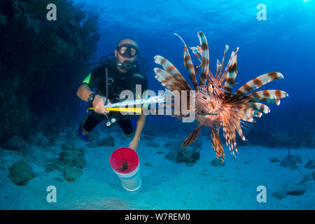 Subacqueo con un risparmiati da leone (pterois volitans). Indo-pacifico leone sono una specie invasive sul reef caraibico e sono cacciati sotto licenza per mantenere la loro popolazione e quindi la predazione di basso livello. Nelle Isole Cayman, lance e i titoli sono controllati dal dipartimento dell'ambiente. East End, Grand Cayman, Isole Cayman, British West Indies. Mar dei Caraibi. Foto Stock