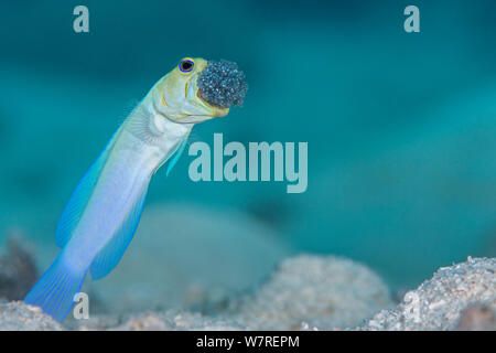 Maschio giallo-guidato jawfish (Opistognathus aurifrons) si brucia la frizione di uova che egli è in incubazione nella sua bocca per ossigenare loro. East End, Grand Cayman, Isole Cayman, British West Indies. Mar dei Caraibi. Foto Stock