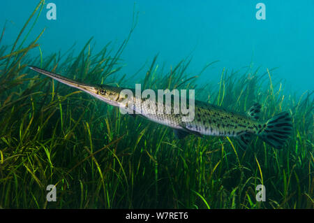 Longnose gar (Lepisosteus osseus) davanti a piante di acqua dolce nel fiume arcobaleno, Florida, Stati Uniti d'America. Foto Stock