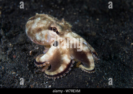 Il veleno ocellate polpo (Amphioctopus siamensis) si muove attraverso la sabbia. Quando disturbato, questa specie annuncia la sua natura velenosa dal lampeggiante blu a forma di anello sulla dark patch sotto l'occhio. Lembeh strait, Nord Sulawesi, Indonesia. Mare Molluca. Foto Stock