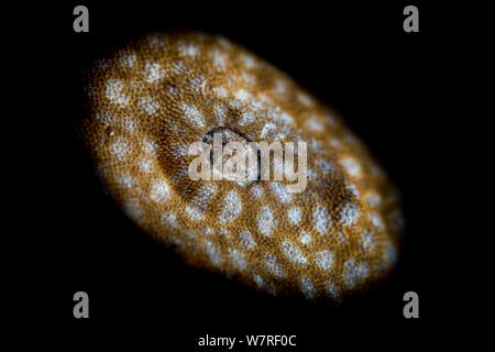 Una chiusura dell'occhio di un Tassled wobbegong shark (Eucrossorhinus dasypogon) illuminato con luce da un tubo snoot, Isola di Batanta Raja Ampat, Papua occidentale, in Indonesia. Foto Stock