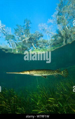 Longnose gar (Lepisosteus osseus) nuoto nei pressi di piante acquatiche in Rainbow River, Florida, Stati Uniti d'America. Foto Stock
