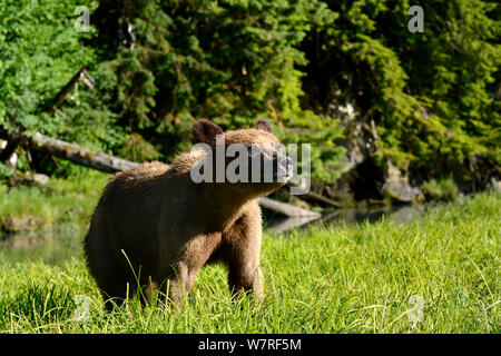 Femmina orso grizzly (Ursus arctos horribilis) Khutzeymateen Orso grizzly Santuario, British Columbia, Canada, a giugno. Foto Stock