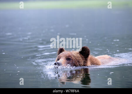 Orso grizzly nuoto (Ursus arctos horribilis) Khutzeymateen Orso grizzly Santuario, British Columbia, Canada, a giugno. Foto Stock