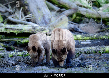 Femmina orso grizzly (Ursus arctos horribilis) e il suo cucciolo di foraggio per le vongole con la bassa marea sulle rive dell'ingresso, Khutzeymateen Orso grizzly Santuario, British Columbia, Canada, a giugno. Foto Stock