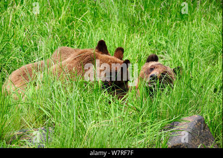 Femmina di orso grizzly lei allatta due cuccioli (Ursus arctos horribilis) Khutzeymateen Orso grizzly Santuario, British Columbia, Canada, a giugno. Foto Stock