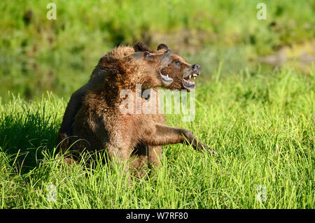 Orso grizzly cubs (Ursus arctos horribilis) svolgono combattimenti, Khutzeymateen Orso grizzly Santuario, British Columbia, Canada, a giugno. Foto Stock