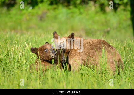 Orso grizzly cubs (Ursus arctos horribilis) svolgono combattimenti, Khutzeymateen Orso grizzly Santuario, British Columbia, Canada, a giugno. Foto Stock